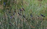 Barn swallow (hirondo rustica), Ngorongoro crater